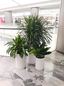 宁波江北绿植出租设计